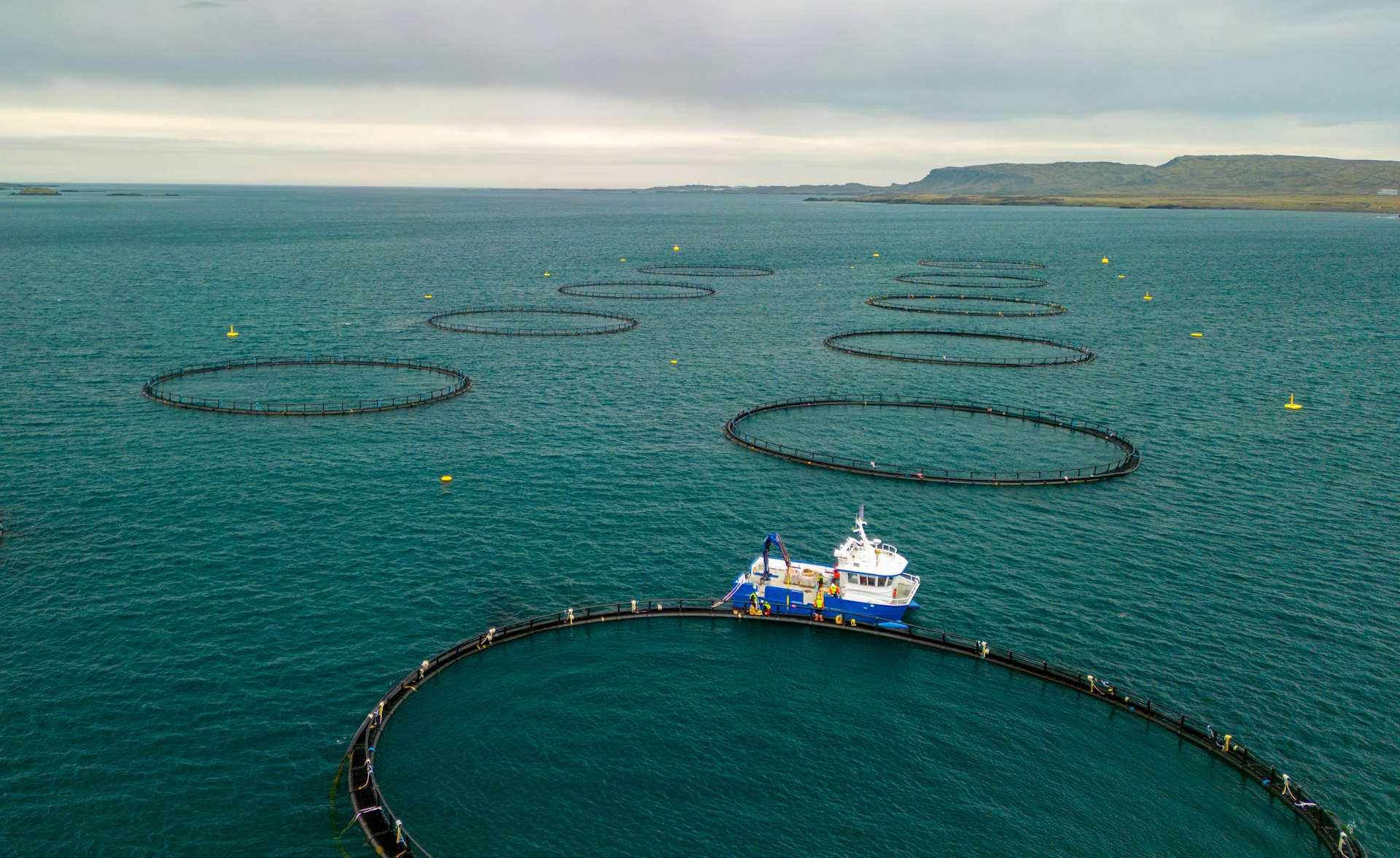 Des cages aquacoles circulaires en mer, vues depuis le ciel.