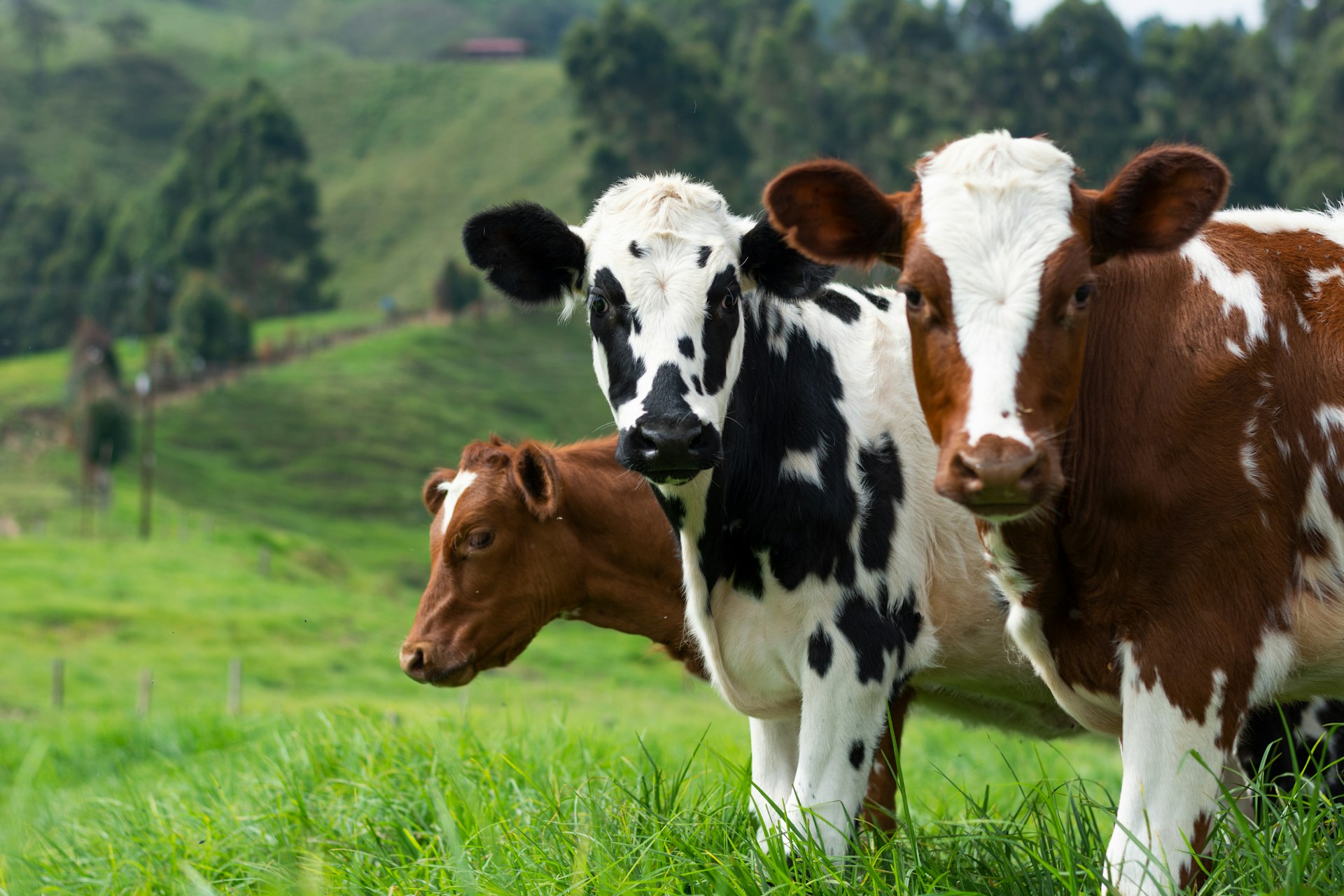 Trois vaches au pâturage dans une vallée verdoyante.