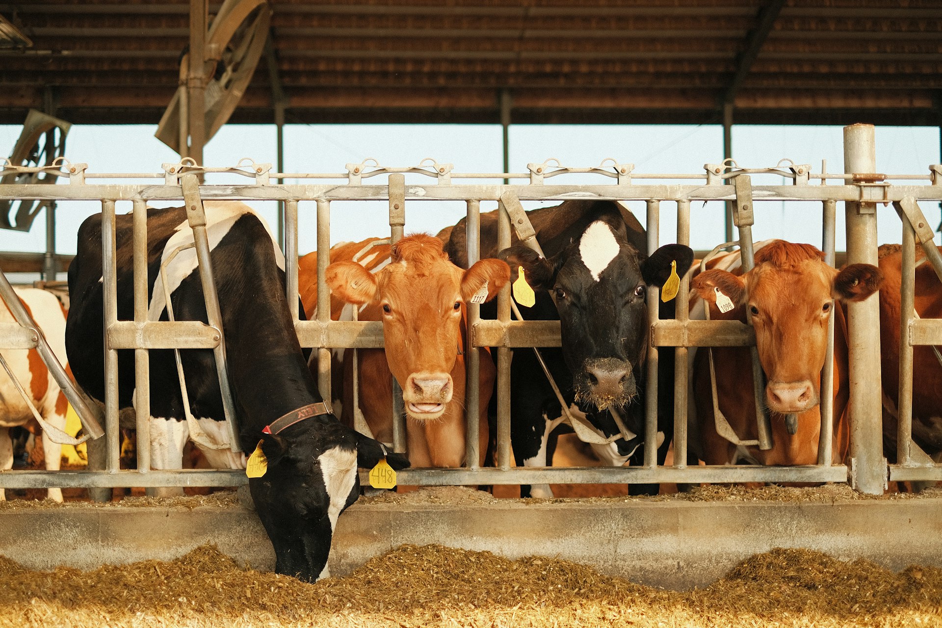Des vaches laitières s’alimentent à l’auge dans une étable lumineuse.