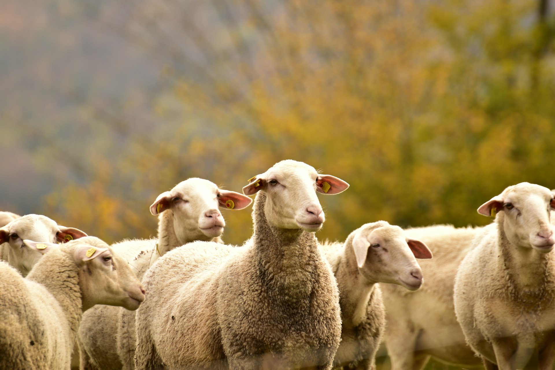 Un troupeau de moutons dans un pré, avec un arrière-plan arboré.