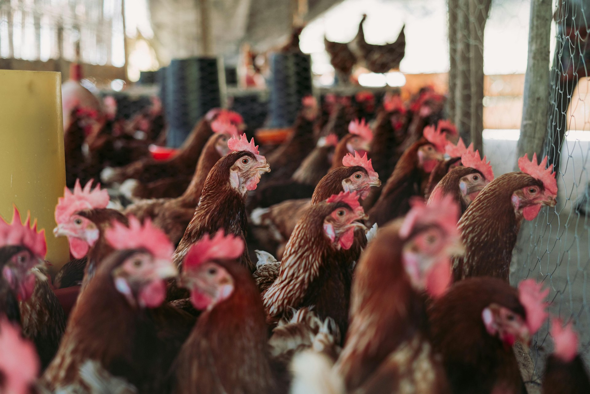 Un groupe de poules rousses dans un bâtiment d’élevage.